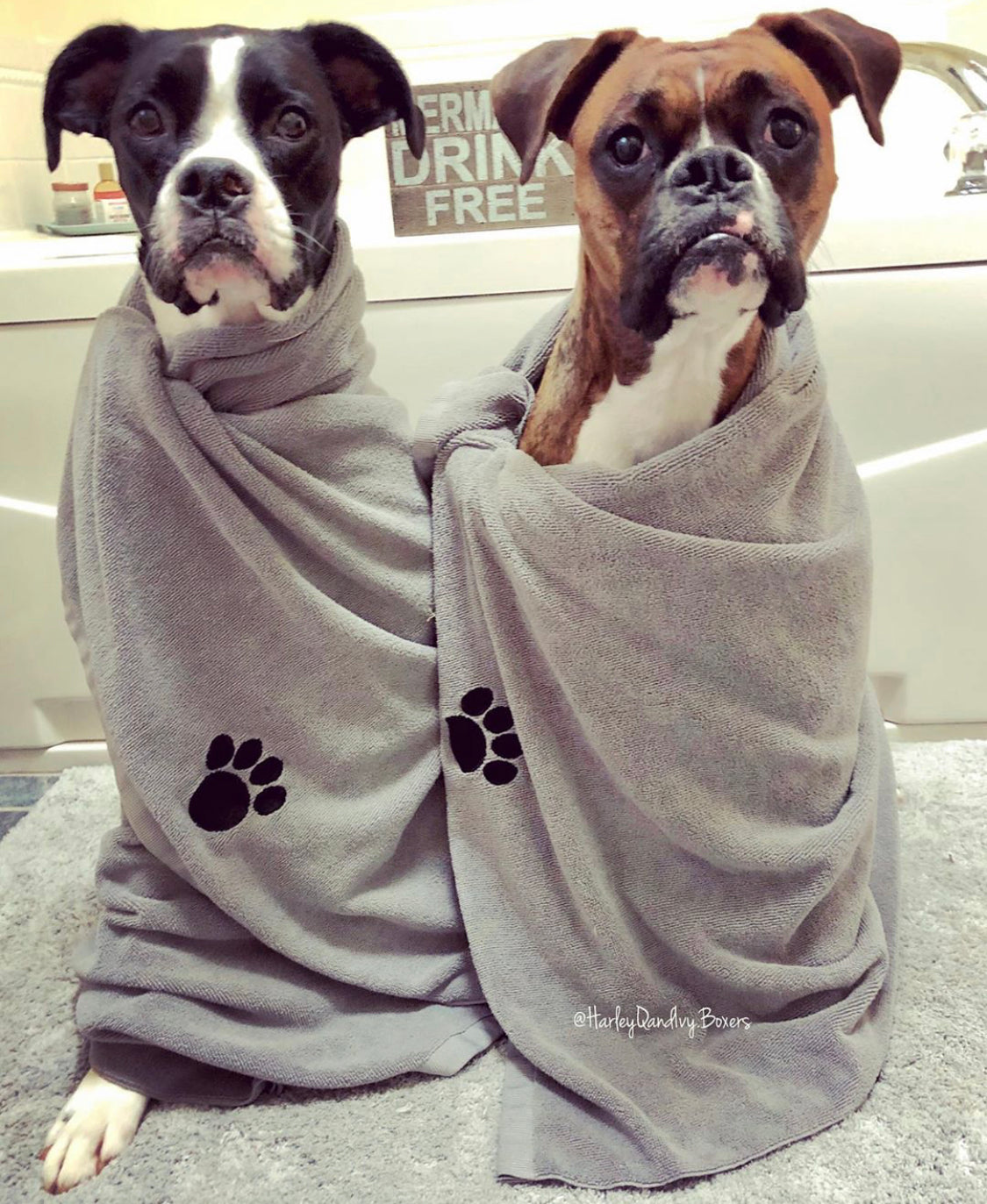 boxers in everplush pet towels